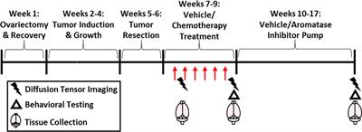 Paclitaxel Chemotherapy Elicits Widespread Brain Anisotropy Changes in a Comprehensive Mouse Model of Breast Cancer Survivorship: Evidence From In Vivo Diffusion Weighted Imaging